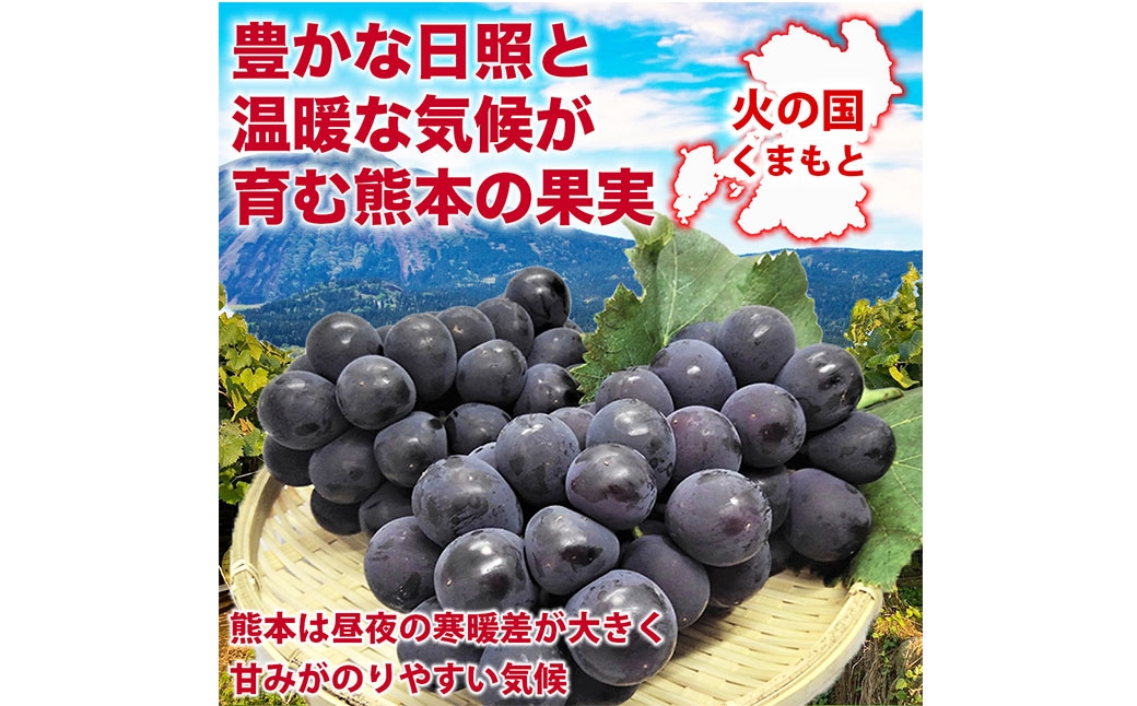 巨峰ぶどう8パック約2.4kg