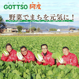 ミニ白菜 ミルフィ〜菜 3個セット 白菜 はくさい 野菜