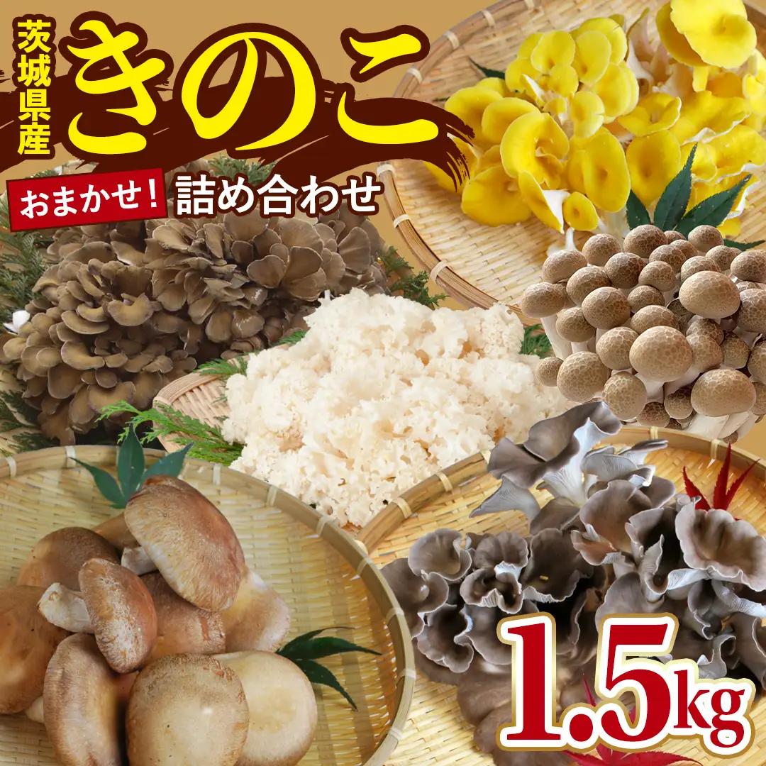 きのこ の 詰め合わせ 約1.5kg Mサイズ 茨城県 城里町産 舞茸 椎茸 あわび茸 たもぎ茸 はなびら茸 ぶなしめじ 完全室内栽培 栄養豊富 こだわりのキノコ詰め合わせ 直送 新鮮 セット (AU001)