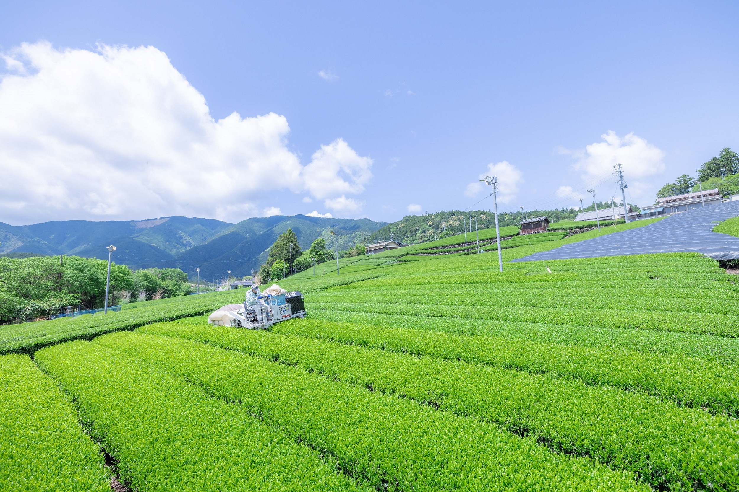 川根の茶」ペットボトル、作業風景２