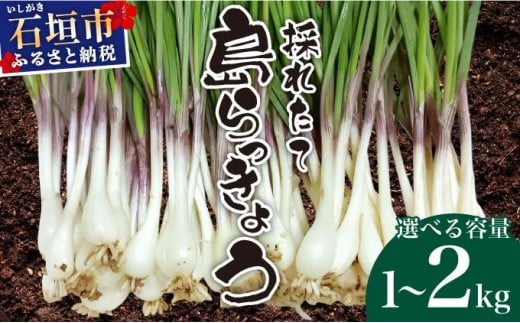 
            ＜選べる容量＞≪2026年2月下旬～5月下旬発送≫採れたて島らっきょう 1kg・1.5kg・2kg【 沖縄県 石垣市 野菜 らっきょう 島らっきょう おつまみ 採れたて 料理 漬物 天ぷら おかぴ農園 産地直送 】
          