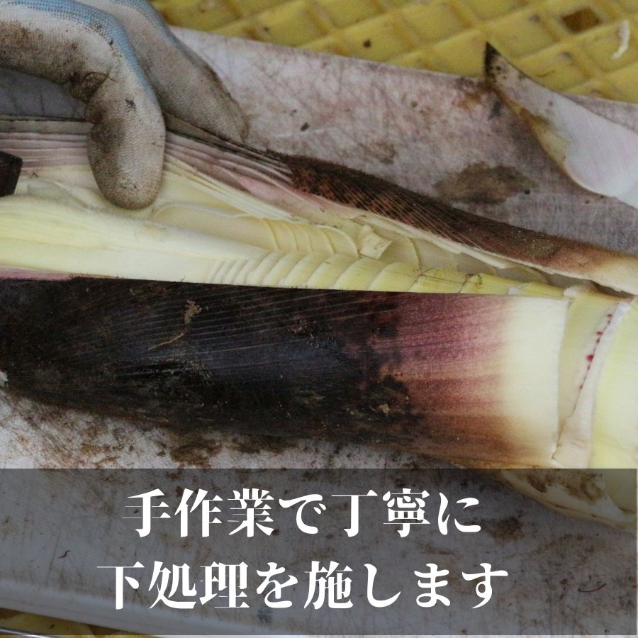 国産 たけのこ 水煮 根本部分 1.5kg 朝採れを即加工 タケノコ 竹の子 筍 小分け 長期保存 真空パック たけのこご飯 煮物に_イメージ4
