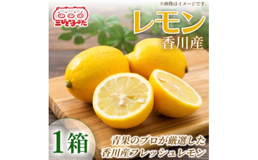 ＜爽やかな香り＞香川産フレッシュレモンで料理やドリンクに彩り レモン 1箱【1727330】
