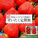 【ふるさと納税】荒巻エコタロウ農園のぜいたく定期便（3回）【2025年1月～2月末にかけて3回お届け予定】 BJ08 おすすめ 福岡県 大木町 荒巻エコタロウ農園 BJ08