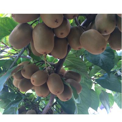 ふるさと納税 土庄町 【2026年11月から順次発送】小豆島さぬきキウイっこ  約800g |  | 03