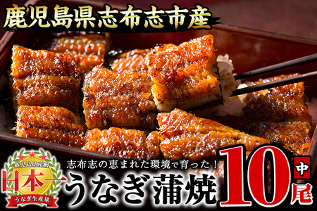 うなぎの大楠＜中＞10尾セット計1.3kg(130g×10) e9-001