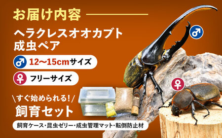 【一部配送不可地域あり】 ヘラクレスオオカブト成虫ペア（オスサイズ120mm〜150mm）飼育セット付き 愛西市 / 艶麗[AEDD001]
