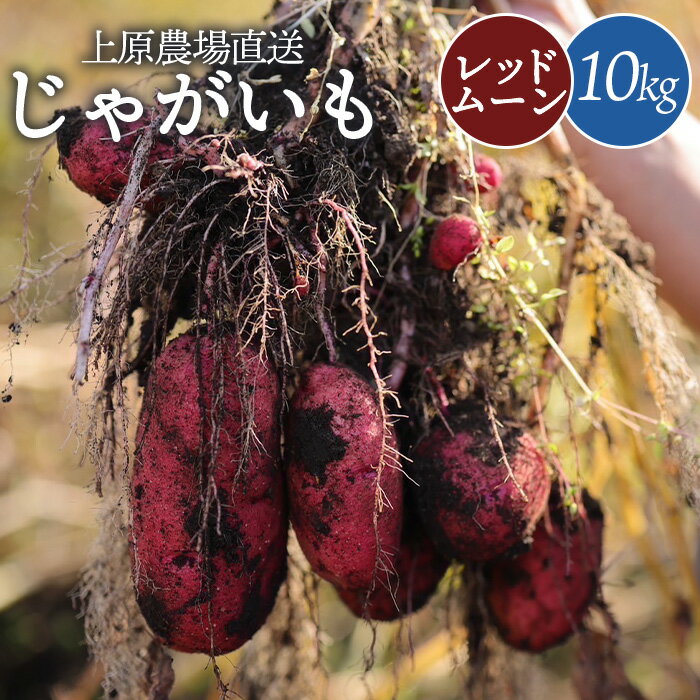 【ふるさと納税】じゃがいも レッドムーン 10kg いも おいも 芋 イモ ジャガイモ ポテト 赤い皮　予約 オンライン 申請 ふるさと納税 北海道 中標津 野菜 根菜 産地直送 新鮮 採れたて 煮込み料理 ポテトサラダ フライドポテト 10キロ【66005】
