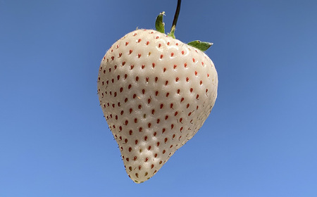 白い宝石（フルーツキャップ）1箱（約470g） / 佐賀県 / 手島農園 [41ABAB007]