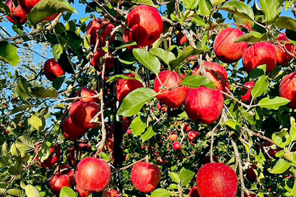 【26年12月発送】りんご サンふじ【秀】家庭用 約3kg 小山内農園【先行予約】 [先行受付 サンふじ りんご 青森りんご 果物 フルーツ デザート 食後 青森県 弘前市]