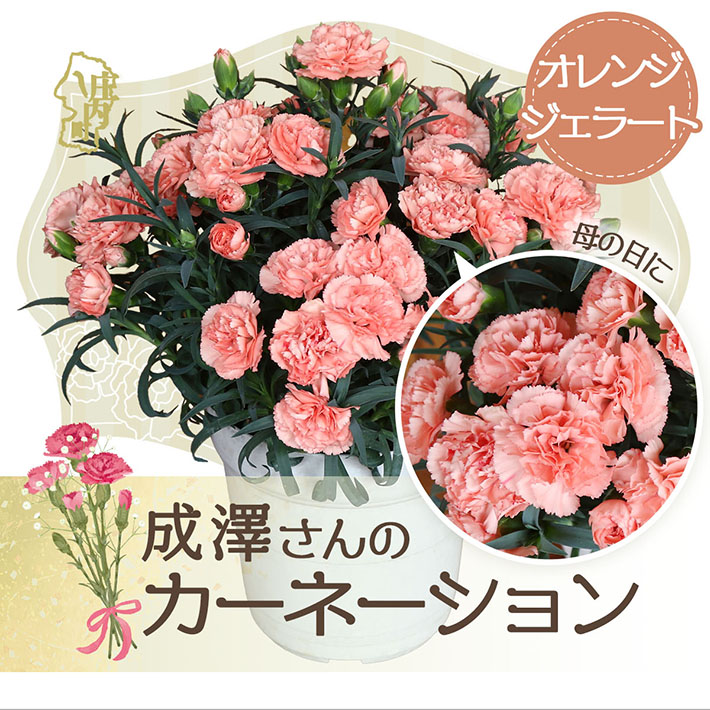 【5月初旬より順次発送】成澤さんのカーネーション オレンジジェラート 5号鉢（入金期限：2026.4.30）母の日に プレゼント