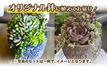 natur オリジナル 多肉 植物 寄植え 粘土 鉢 福岡 八女 観葉植物 はち インテリア 室内栽培 水やり 広川町 / plantsfunshopnatur[AFAT001]