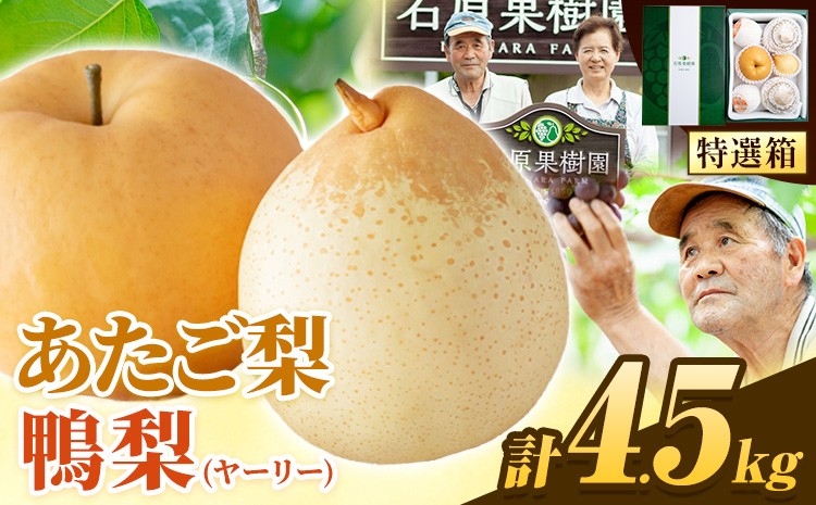 
                  【先行予約】梨 なし 4.5kg あたご梨 2 ～ 3玉 鴨梨 3 ～ 7玉 贈答箱 石原果樹園 なし フルーツ 果物 新鮮《11月中旬-12月下旬頃より発送予定》岡山県 浅口市 果物 フルーツ 梨 詰め合わせ 贈答用
                