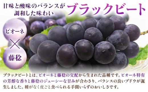 【先行予約】岡山県産 ぶどう ブラックビート 計 1.5kg 3房 ～ 6房 株式会社 はちや《8月上旬-9月上旬頃出荷》岡山 国産 葡萄 フルーツ 果物 岡山県 浅口市 フルーツ 果物【配送不可地域