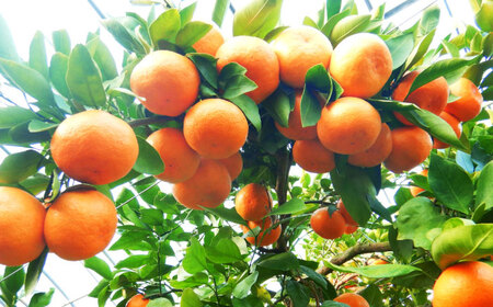 樹上完熟みかんジュース計3L（1L×3本）  / 佐賀県 / 吉田みかん園 [41ABAG001]