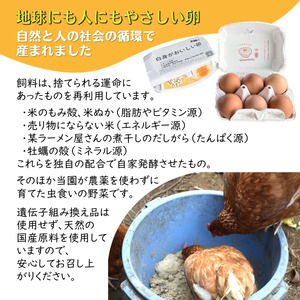 平飼い卵 6個入 4パック 新鮮たまご 産卵後2日以内に発送 養鶏場直送 新鮮 生卵 卵かけご飯 平飼い 赤玉 濃厚 鶏卵 栄養 甘み