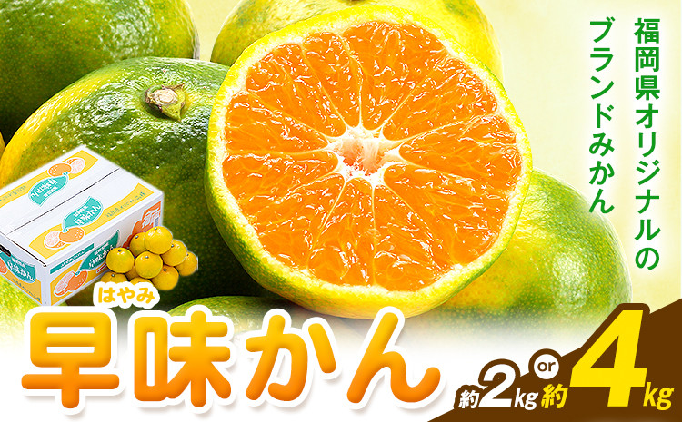 
            みかん 早味かん 約2kg または 約4kg 南国フルーツ株式会社《9月中旬-9月下旬頃出荷》福岡県 鞍手町 福岡県産 みかん 早味かん フルーツ 果物 st-p
          