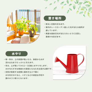 2026年1月中旬～発送【観葉植物】ドラセナ コンパクター40cm～60cm Green Base IB003-036 観葉植物 ※北海道・沖縄・離島配送不可