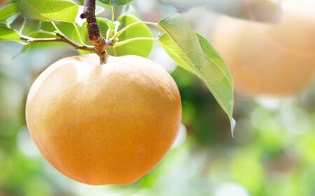 あたご梨 約950g×2玉 計約1.9kg 化粧箱 ／ 愛宕梨 梨 なし ナシ 果物  【2026年11月下旬～12月下旬発送予定】