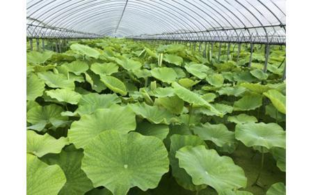【久保の蓮根】大小バラ　約1kg