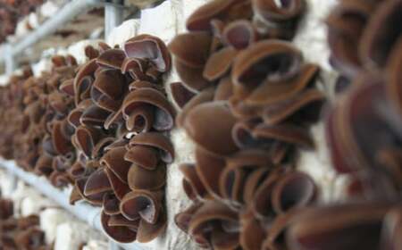 乾燥 きくらげ セット 45g×6袋【株式会社 地の塩社】[ZAN003]