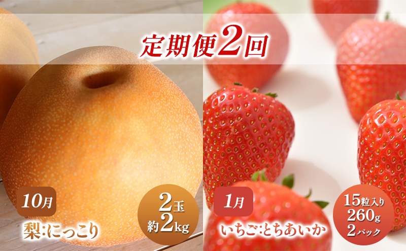【 定期便 2回 】 大玉な梨 にっこり 2玉 約2kg と いちご市 鹿沼の 美味しい 「い」「ち」「ご」 とちあいか 15粒入り260g 2パック のフルーツ 定期便【発送予定】 10月 1月 梨
