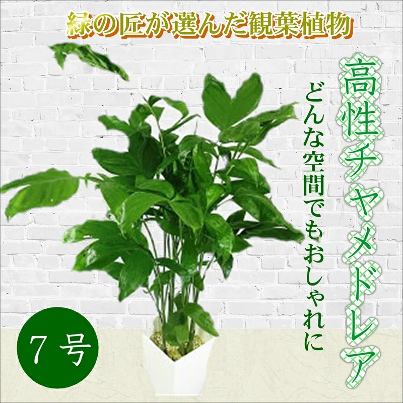 緑の匠が選んだ観葉植物 素敵な空間づくりに 高性チャメドレア 7号( チャメドレア 観葉植物 インテリア 植物 新築祝い 贈り物 開店祝い 引っ越し祝い 送料無料 )【B8-020】