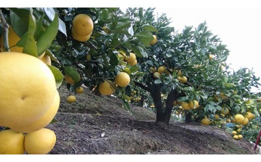【訳あり】三愛果樹園の土佐文旦　約5kg