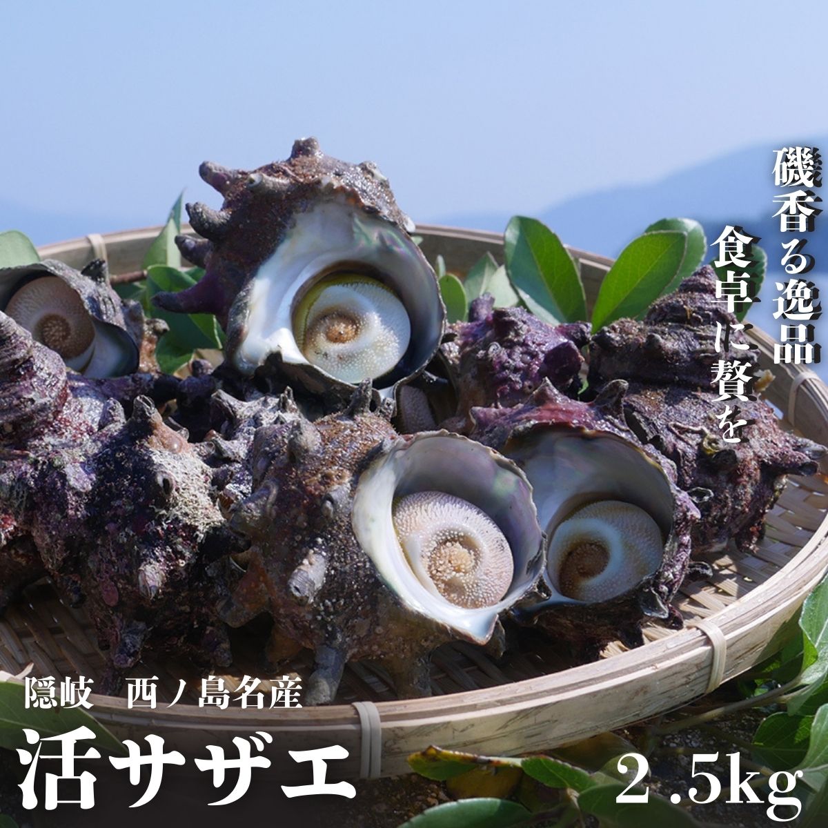 サザエ さざえ 活 活サザエ 2.5kg 2.5キロ 隠岐