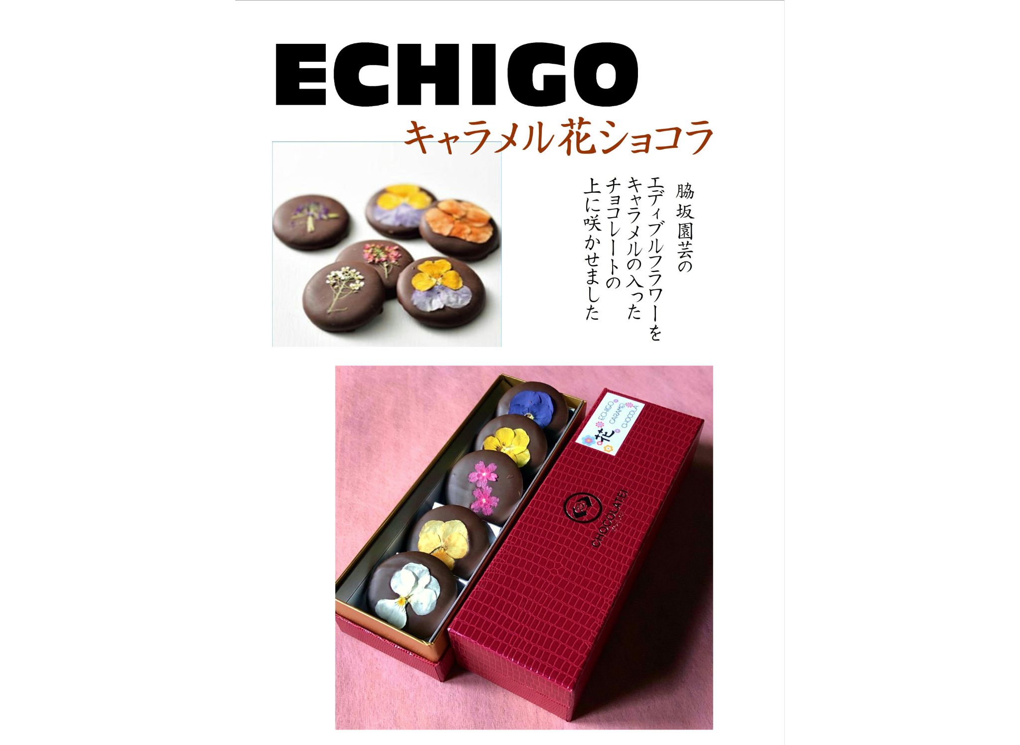 しょこら亭 ECHIGOキャラメル花ショコラ＆鯛チョコセット 1Z64015