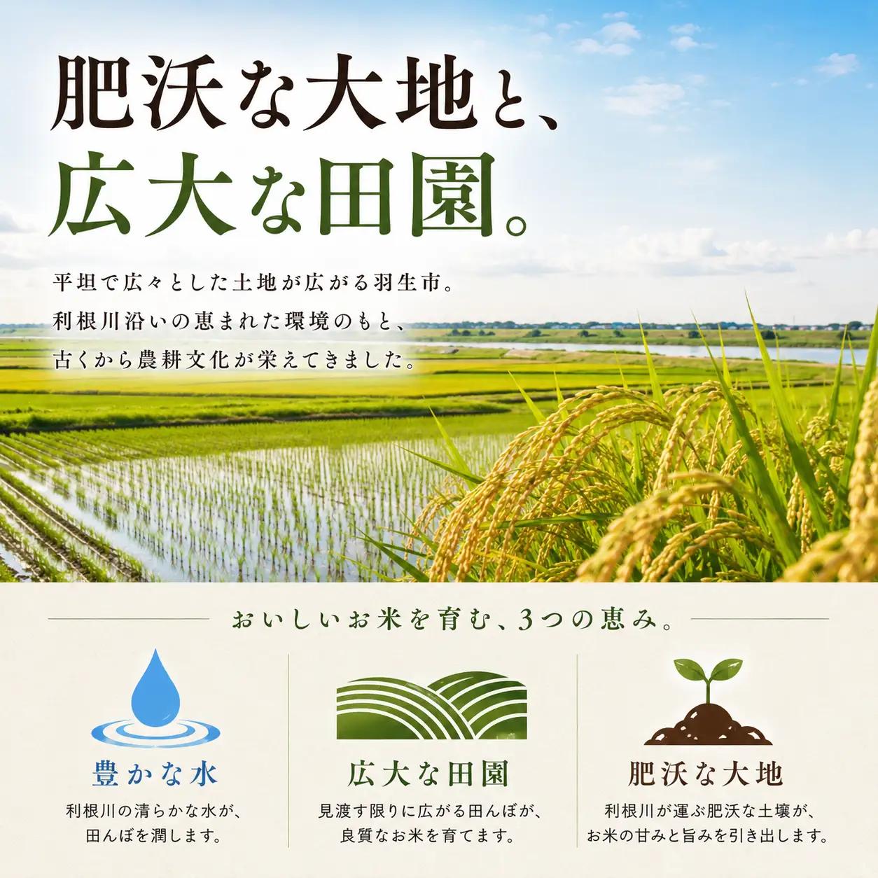 【3回定期便】 精米 彩のきずな 10kg 精米 
