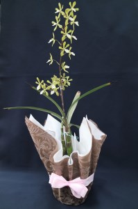 先行受付 おまかせ洋蘭 中輪カトレア 父の日ギフト 父の日花 父の日洋蘭