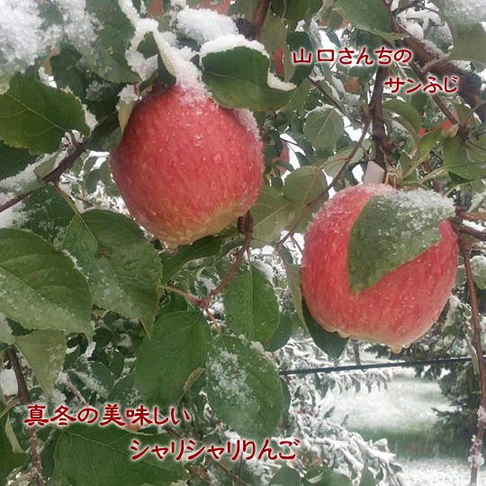 【ふるさと納税】8-024-007　山口さんちのりんご（サンふじ） 10kg【1月発送】　果物類・林檎・りんご・リンゴ・果物・フルーツ・果物類・フルーツ　お届け：1月発送