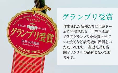 胡蝶蘭 白 3本立て | 祝花 プレゼント 国分寺洋蘭園
