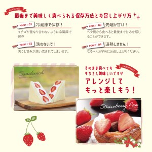晴苺 約450g はれいちご いちご