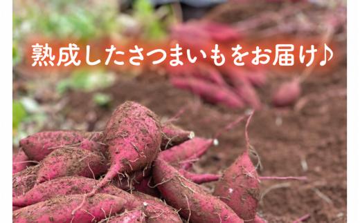 さつまいも シルクスイート 生芋 約5kg 詰め合わせ 焼き芋 熟成 貯蔵 サツマイモ しるくすいーと 生さつまいも やきいも 焼いも 焼芋 芋 イモ おやつ デザート 送料無料 農家直送 鹿畑ポテト