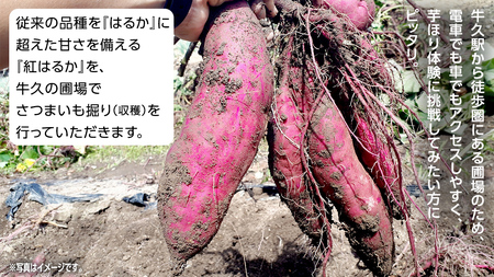 牛久 の『美味しい さつまいも』苗植え・収穫体験付【 苗植え体験 ・ さつまいも掘り ・ 配送付 】3点セット の 体験チケット ( 紅はるか 12kg収穫保証付 )