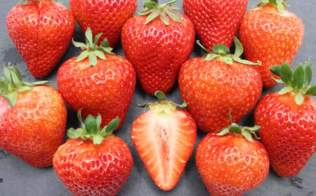【3回定期便】 博多 あまおう （250g-270g）×2パック いちご 苺 イチゴ あまおう フルーツ 果物 くだもの 定期 福岡県 岡垣町【2026年2月上旬-4月下旬発送予定】