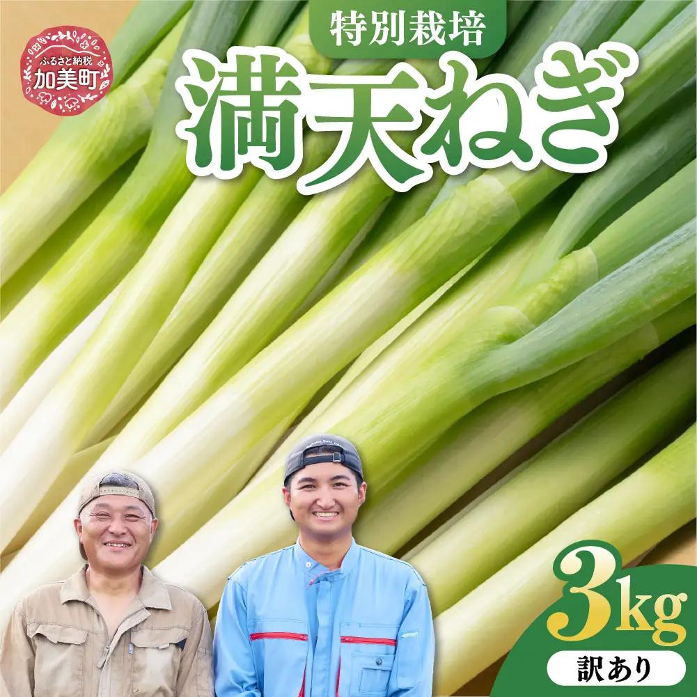 【先行予約】 訳あり 長ネギ 3kg サイズおまかせ ネギ