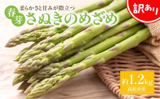 訳あり 柔らかさと甘みが際立つ さぬきのめざめ春芽 約1.2kg【2027-3月上旬～2027-5月下旬配送】 372013_T006-289J