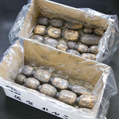 ふるさと納税 江北町 「地元 江北町産」 泥付き蓮根【3kg×2】 |  | 03