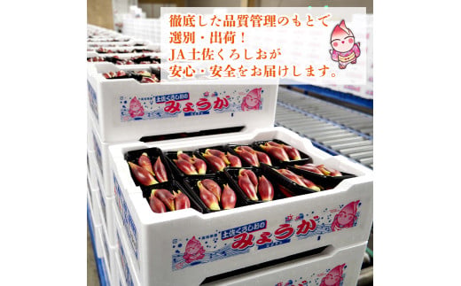 秀品 すさきのみょうが 1kg 生産量日本一 産地直送 秀品 かつおのたたき 薬味 高知県 高知 須崎 須崎市 すさき みょうが 茗荷 かつおたたき 藁焼き鰹  ぽん酢 玉ねぎ ねぎ しょうが 甘酢漬