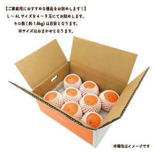 【先行予約】 柑橘 愛果28号 (優品) 約1.8kg 4-9玉 / L-4L | みかんみかんみかんみかんみかん 【KK321】