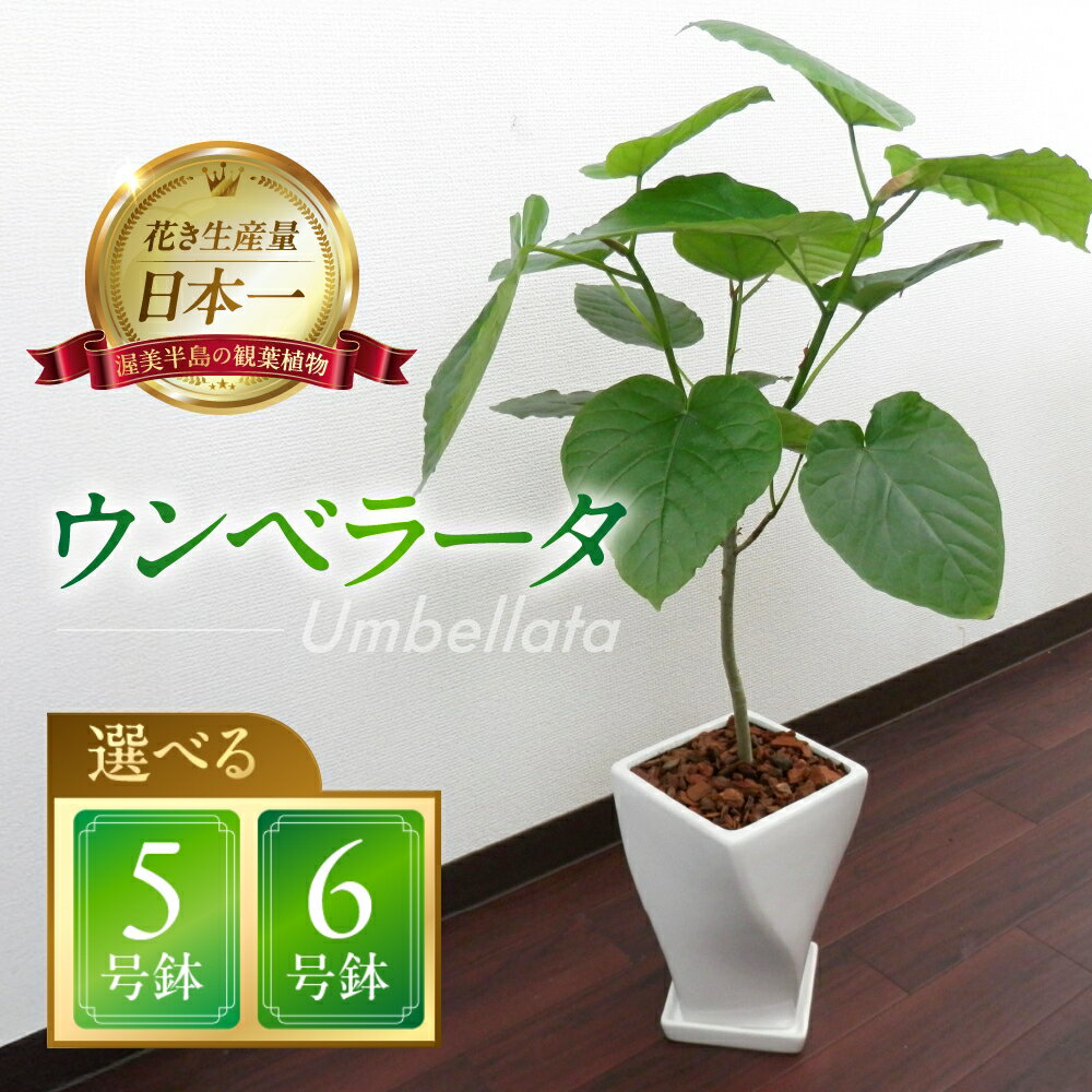 【ふるさと納税】ウンベラータ 観葉植物 植物 5号鉢 6号鉢 人気 おしゃれ かわいい お手入れ 室内 大鉢 中型 インテリア リビング 玄関 寝室 キッチン オフィス プレゼント ギフト 新居 入居 インテリアグリーン グリーン 緑 植物