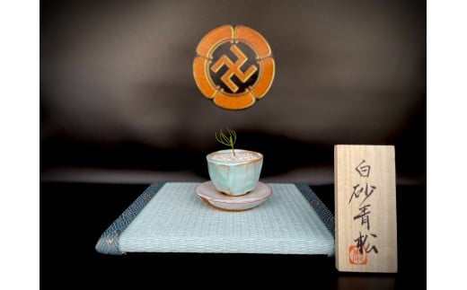 盆栽『白砂清松』 ／ 萩・松陰神社「黒松」 × 萩焼作家・岡田泰作「淡青釉」