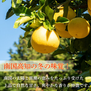 浦ノ内特産 土佐文旦 10kg 優品 2L ･ 3L 混合 | みかん 蜜柑 柑橘 文旦 大玉 10キロ 明神果樹園 人気 ランキング 数量限定 期間限定 高知県 須崎市 MKJ006_x