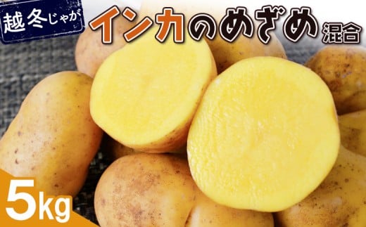 
            越冬じゃが インカのめざめ サイズ混合 5kg 芋 いも お芋 おいも オンライン 申請 ふるさと納税 北海道 恵庭 インカ じゃがいも ジャガイモ 甘い 濃厚 フライドポテト じゃがバター ポテトサラダ 根菜 野菜 恵庭市【83001203】
          