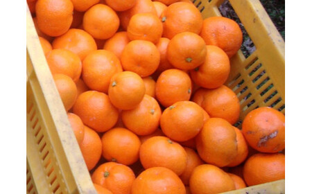 【訳あり】農家直送 有田みかん 約5kg ご家庭用 サイズ混合 ※2024年11月中旬から2025年1月中旬までに順次発送予定(お届け日指定不可) 訳ありみかん 温州みかん 有機質肥料100% 柑橘
