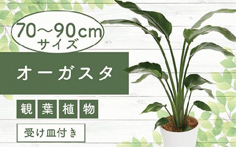 4月上旬～発送【観葉植物】オーガスタ 70cm～90cm(鎌ヶ迫園芸場/014-1375)