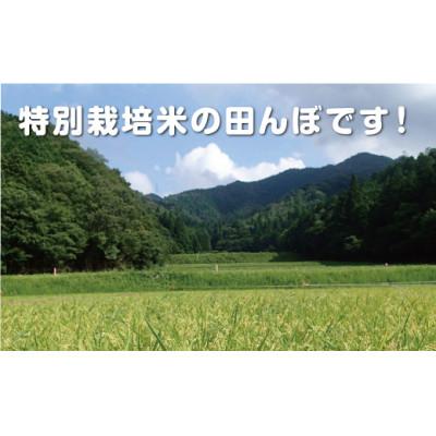 ふるさと納税 丹波篠山市 丹波篠山産　特Aランク　特別栽培米　越光(5kg×2袋　精米) |  | 02